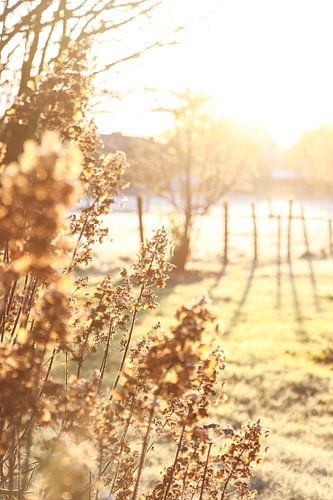 Flowers in the morning sun