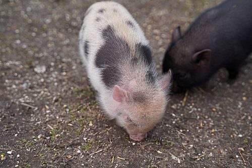 Mini biggetje bij zijn eerste uittocht op de boerderij.