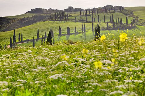 Cypressenlaan, Toscane, Italië