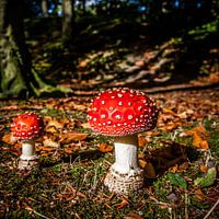 Paddenstoel rood-met-witte-stippen