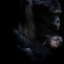 Chimpansees van Liliane Jaspers
