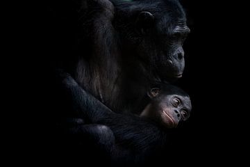Chimpansees van Liliane Jaspers