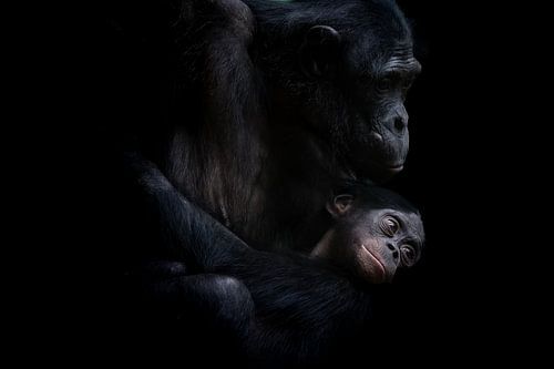 Chimpanzees