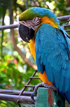 Portrait d'un Perroquet - Photographie Oiseau Tropical sur Carolina Reina