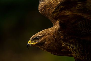 Buizerd van Kim Claessen