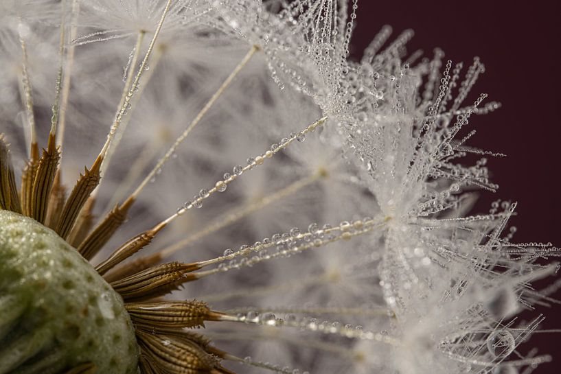 The white fluff on a fluff ball by Marjolijn van den Berg