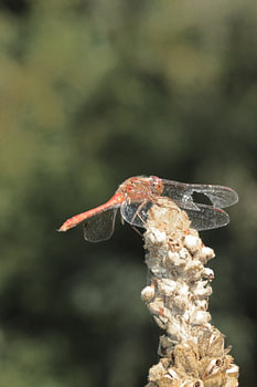 Libellule rouge des landes, libellule sur une fleur