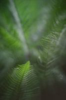 mystic fern