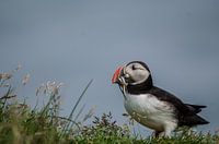 macareux / macareux en islande