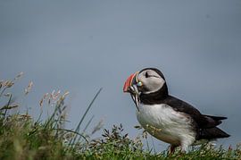 puffins / puffin in iceland by Harry Bos