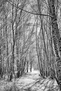 Winterlandschaft mit Schnee und Reif bedeckten Birken von Martin Köbsch