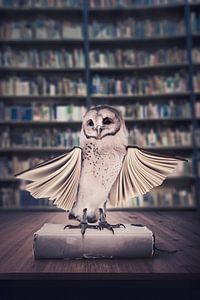 Schleiereule in der alten Bibliothek: Symbol für Weisheit und zeitloses Wissen