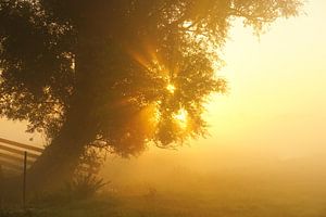 Zonnestralen sur Dirk van Egmond