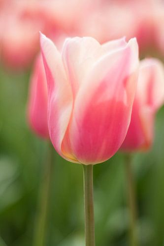 Roze Tulp