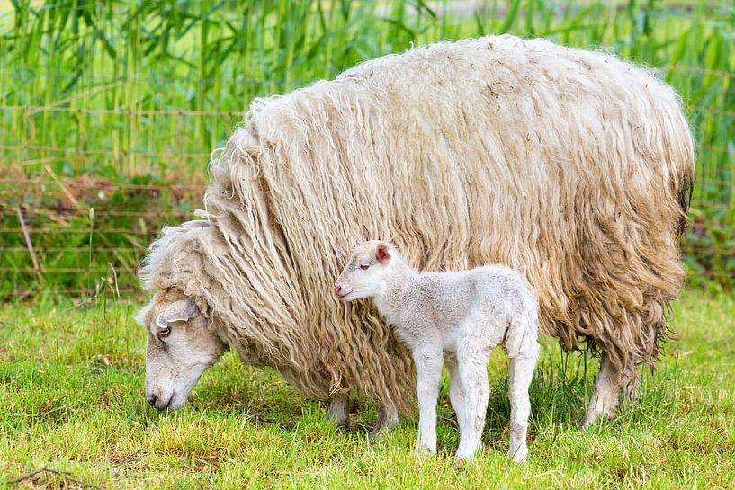 Langhaariges weißes Schaf mit neugeborenem Lamm in der Wiese von Ben Schonewille