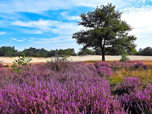 De Heide kleurt paars