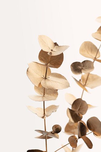 Eucalyptus Goud nr. 01