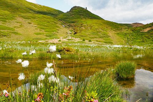De Vinschgauer bergen in Zuid-Tirol laten zich in het voorjaar zien met alpenbloemen, wollegras en een fris berglandschap. Een indrukwekkende combinatie van natuurlijke diversiteit en alpenweiden.