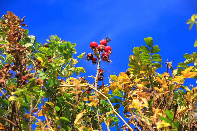 Autumn Season by Thomas Jäger