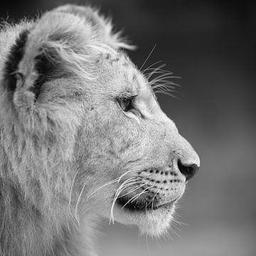 Afrikanische Löwenjunge in Schwarz-Weiß von Patrick van Bakkum