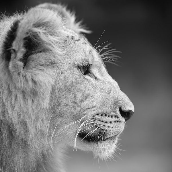 Afrikanische Löwenjunge in Schwarz-Weiß von Patrick van Bakkum