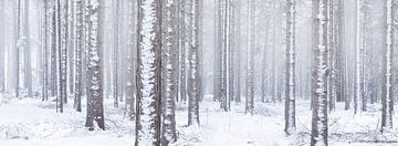 Witte wereld - Een winter landschap in de bossen van Bas Meelker
