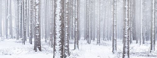 Witte wereld - Een winter landschap in de bossen