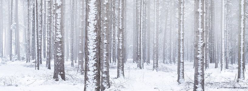 Witte wereld - Een winter landschap in de bossen van Bas Meelker