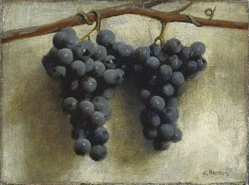 Grapes van David Potter