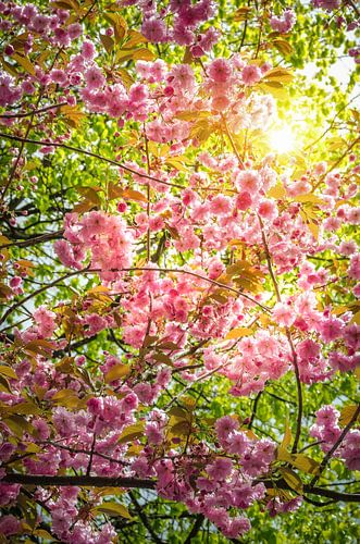 Frühling