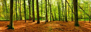 Forêt d'automne sur Günter Albers