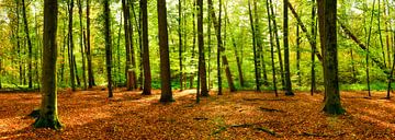 Herbstlicher Wald von Günter Albers