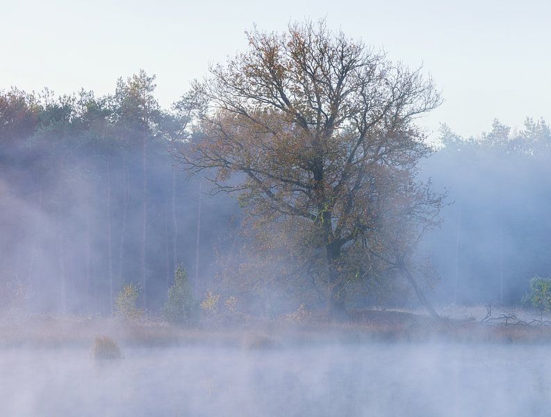 Sunrise Dwingelderveld - The Netherlands (Drenthe) by Marcel Kerdijk