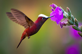 Jeu de couleurs sous les tropiques : le colibri à couronne blanche (Microchera albocoronata) en vol stationnaire sur Christian Müringer