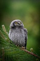 Jonge sperwer uil in dennenboom