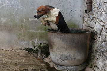 Foxhound taking a bath 2 by Wybrich Warns