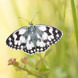 checkerboard butterfly ready to take off by Esther Ehren