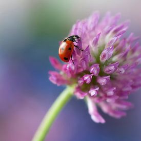 Ladybird on a red clover by Tamara Witjes