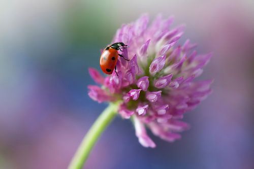 Ladybird on a red clover