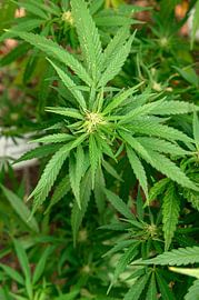 Cannabis Sativa von Richard Wareham