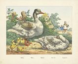 Oche. / Oies. / Gänse. / Geese. / Geese, firm of Joseph Scholz, 1829 - 1880 by Gave Meesters thumbnail