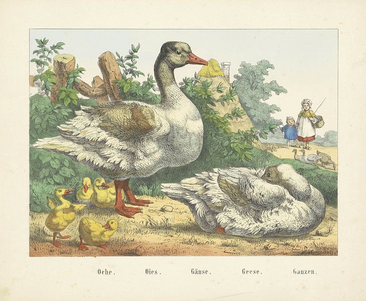 Oche. / Oies. / Gänse. / Geese. / Geese, firm of Joseph Scholz, 1829 - 1880 by Gave Meesters