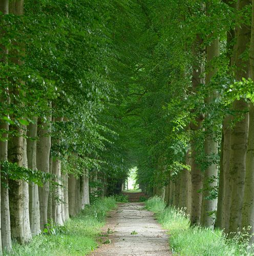 Stately Avenue des Bois in the Netherlands