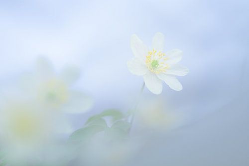 Soft Spring van John Goossens Photography