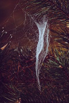 Spinnenweb in dennennaald van Kelly Kutterik Photography