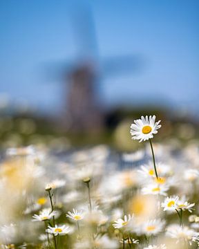 Marguerites avec le moulin à vent de Texel en arrière-plan sur Pieter van Dieren (pidi.photo)