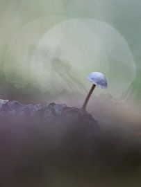 Spiegelung eines Pilzes von Isabel Alba Gonzalez