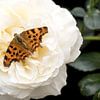 une mésange aurelia sur une rose blanche sur W J Kok