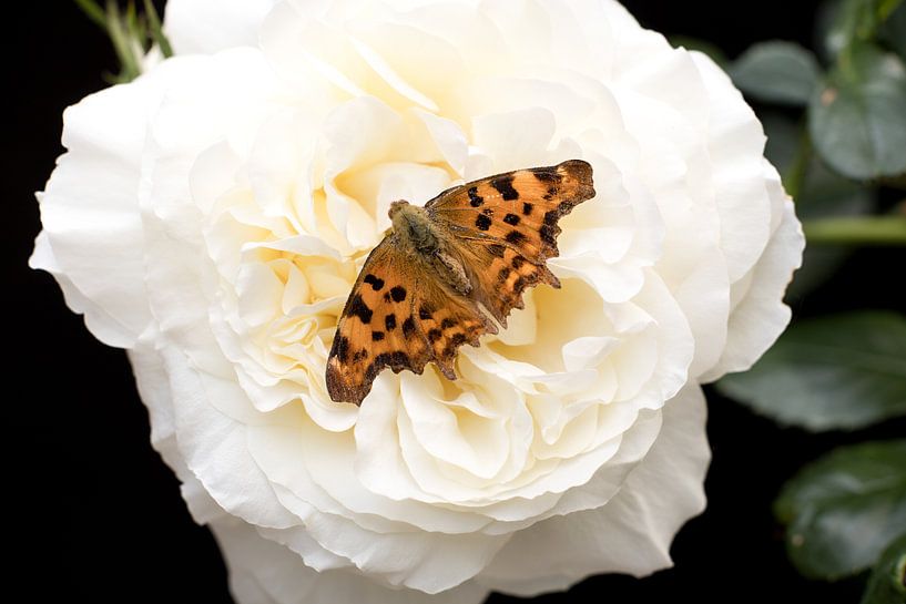 eine Aurelia auf einer weißen Rose von W J Kok