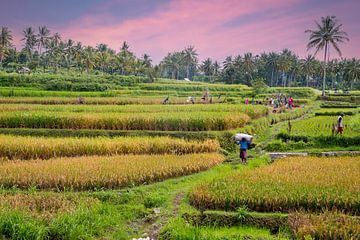 Rijstplantage op het platteland van Java in Indonesië  bij zonsondergang van Eye on You